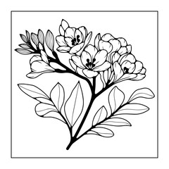 Black and white hand drawn floral illustration with freesia flowers. Freesia outline on a white background