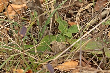 Austrieb der Dürrwurz (Inula conyzae).im März