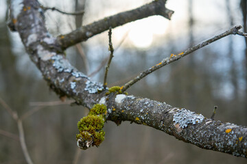 moss on a branch
