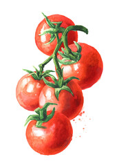 Fresh ripe cherry tomatoes on the branch. Hand drawn watercolor illustration, isolated on white background