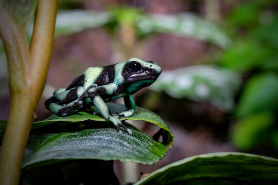The Dyeing Poison Dart Frog (Dendrobates tinctorius)