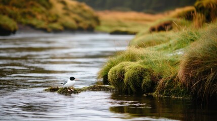 a bird sitting on a rock in the middle of a body of water with grass growing on the side of it.