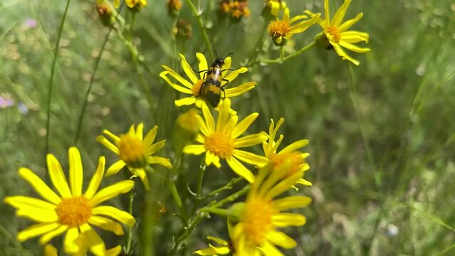 Longhorn beetles (Cerambycidae, long-horned, longhorn beetles or longicorns) black and yellow takes off from yellow daisy flower that sways in summer wind, slow motion