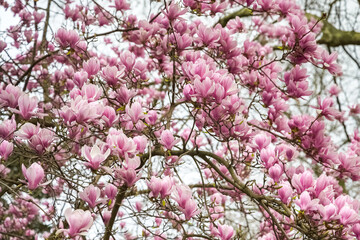 Blossom magnolia pink flowers in Paris, springtime
