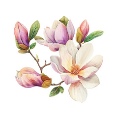 beautiful magnolia flower vector illustration in watercolour style