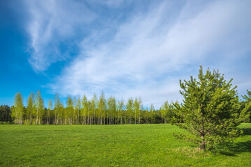 Spring forest and green grass against the background of beautiful clouds with blue skies. Spring natural landscape.