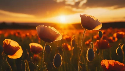 Fototapeten Poppy Fields. Sunset Blooms  © Marko