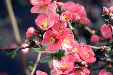 pink blossom