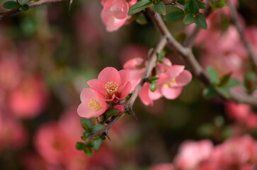 Fototapeta na wymiar pink blossom