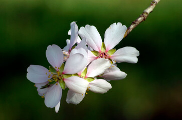 peach tree blossom