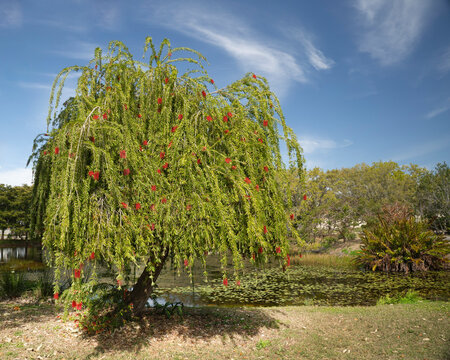 A small, tropical tree with narrow, pale green leaves and striking red bristly flower spikes. It's native to Australia and attracts a variety of insects, including hummingbirds and bees.