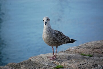 Silbermöwe