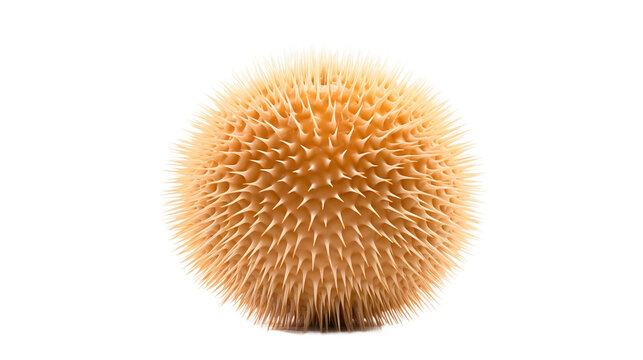 sea ​​urchin isolated on white background
