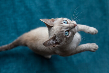 Siamese cats are known for their striking appearance, with a sleek, slender body, almond-shaped blue eyes, and a short coat with color points on the ears, face, paws, and tail. - obrazy, fototapety, plakaty