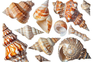 collection of seashells on white background
