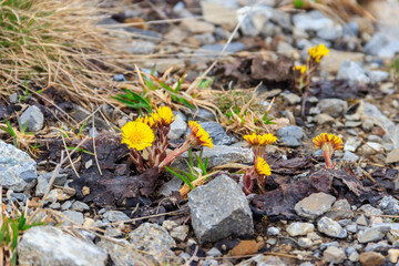 Obraz premium Coltsfoot flowers (Tussilago farfara) on meadow