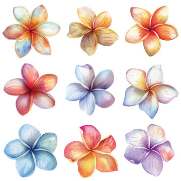 simple vector watercolour set of beautiful frangipani flower