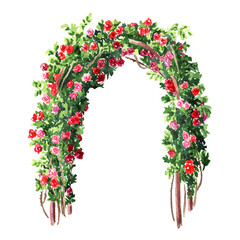 Climbing roses arch. Hand drawn watercolor illustration isolated on white background