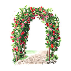 Red and pink climbing roses arch. Hand drawn watercolor illustration isolated on white background 