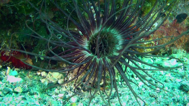 Giant Cerianthus anemone (Cerianthus membranaceus) at the bottom of the sea, close-up.