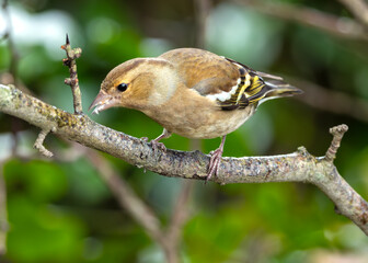 Chaffinch (Fringilla coelebs) - Widespread across Europe, Asia, and North Africa