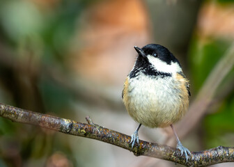 Coal Tit (Periparus ater) - Found across Europe and parts of Asia & North Africa