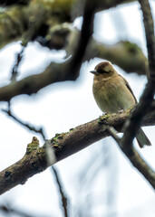 Chaffinch (Fringilla coelebs) - Widespread across Europe, Asia, and North Africa