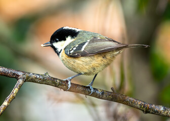 Coal Tit (Periparus ater) - Found across Europe and parts of Asia & North Africa