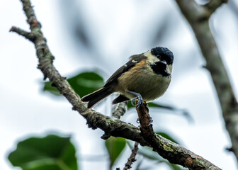 Coal Tit (Periparus ater) - Found across Europe and parts of Asia & North Africa