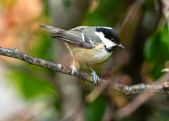 Coal Tit (Periparus ater) - Found across Europe and parts of Asia & North Africa