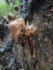 Fungi are eukaryotic microorganisms. Fungi can occur as yeasts, molds, or as a combination of both forms.