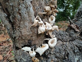 Fungi are eukaryotic microorganisms. Fungi can occur as yeasts, molds, or as a combination of both forms.