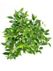 A lively potted plant texture with green leaves on a white background 