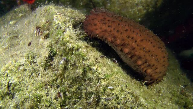 Brown Sea cucumber cotton-spinner (Holothuria sanctori) slowly turns away from the camera, close-up.