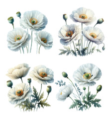 Flowers Poppies set isolated on white background. Watercolor