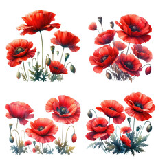 Wild summer flowers Poppies pink red set isolated on white background. Watercolor