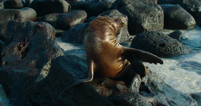Baby sea lion trying to clean its long black flippers with its mouth.