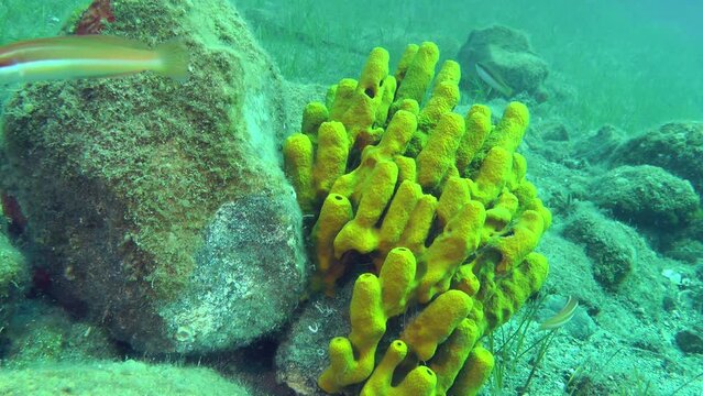 Picturesque underwater landscape: sea fish against the background of a large bush Yellow tube sponge.