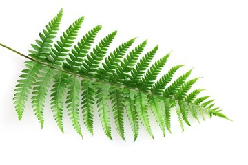 Green Fern Leaf Isolated on White Background. Botanical Closeup of Nature's Zen Beauty. Perfect for Flora and Plant Themed Designs