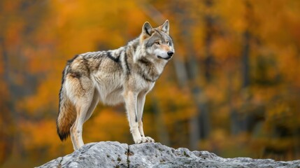 Grey Wolf on a Rocky Background, Captured in Beautiful Autumn Setting in Canada - Close up of a Mighty Canino Carnivore