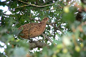 Fasan im Baum
