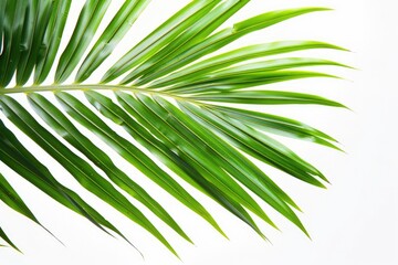 Isolated Coconut Leaf on White Background - Nature's Green Palm Tree Leaf