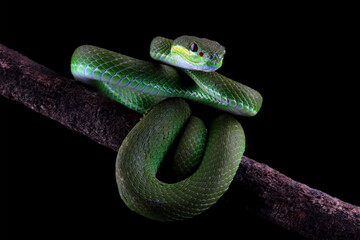 green viper snake on branch, venomous and poisonous snake