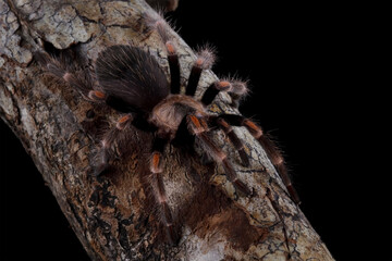Hamorii tarantula on a tree branch, Animals closeup