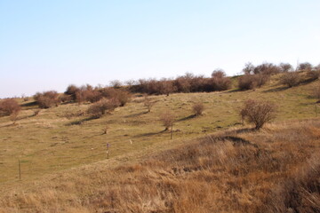 A grassy field with trees