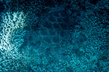 久米島のアオウミガメ