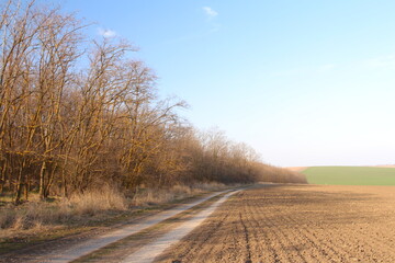 A dirt road with trees on either side of it