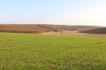 Fototapeta premium A grassy field with a fence