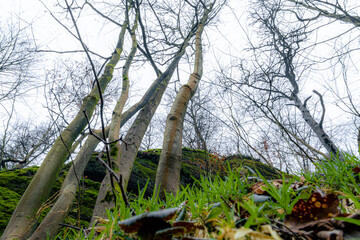 Schöne Aufnahme von Bäumen und moosigen Felsen an einem regnerischen Tag