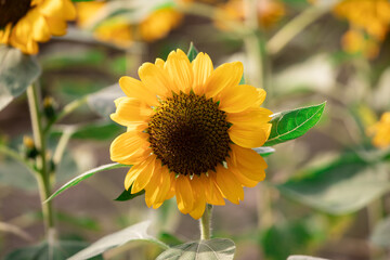 Obraz premium Sunflowers (Helianthus annuus) is an annual plant with a large daisy-like flower face.